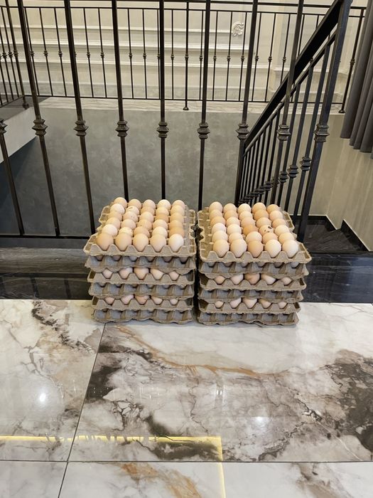 (Яйцо фабричная свежая) Tuxum