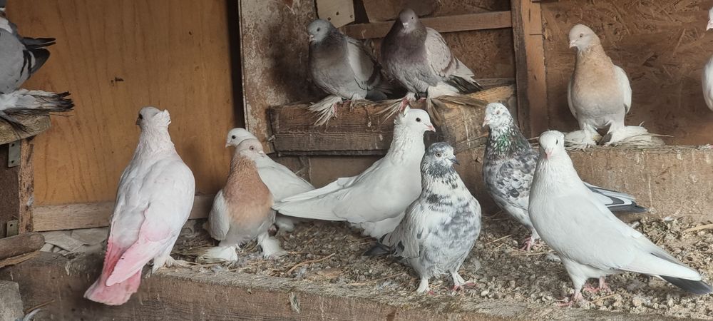 Продам  голубей  улетные