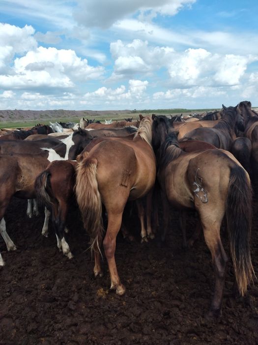 2 ат, 5 дөнен, 3 құнан