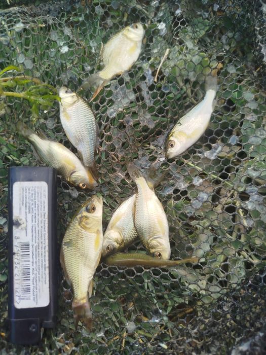 Продам малька Карп, Сазан