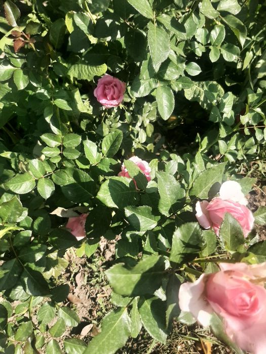 Продам розы 5 лет , хосты