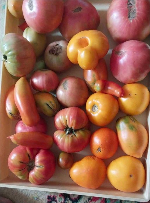 продам дачные яблоки