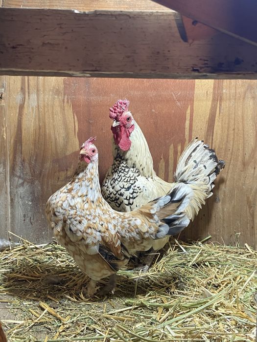 Продам сибрайт пару