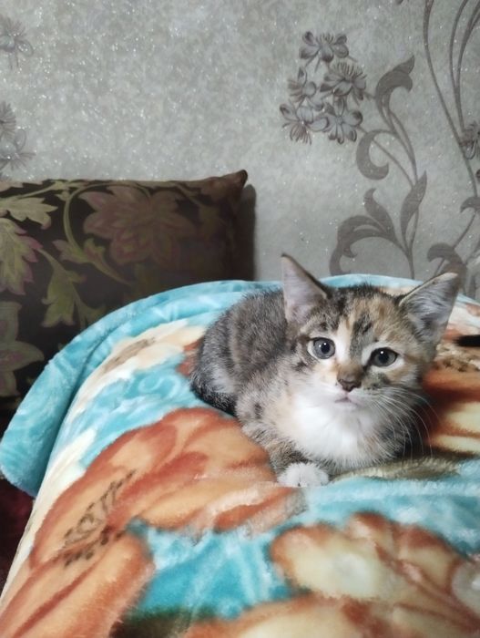 Котята бесплатно