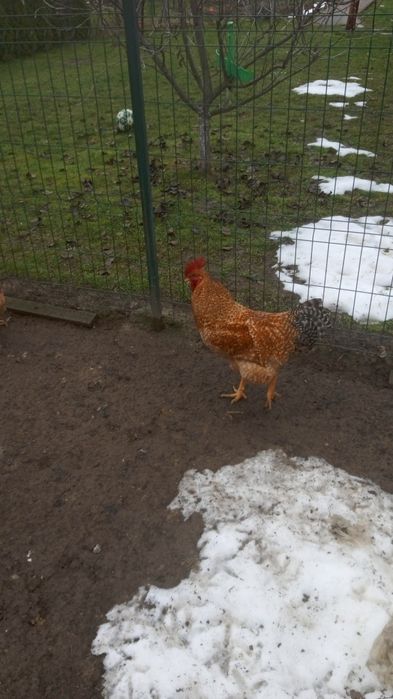 Vând ouă pt incubat rasa Kabir.