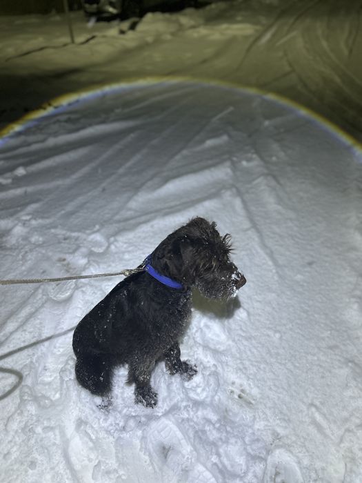 Продам щенка дратхаара