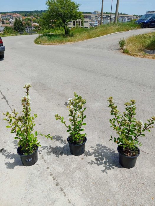 Лагерстремия - индийски люляк Налични 5 цвята