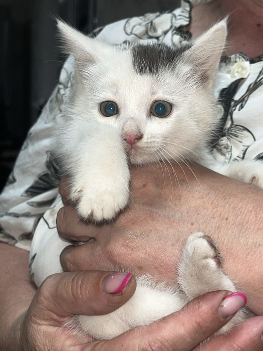 котята бесплатно