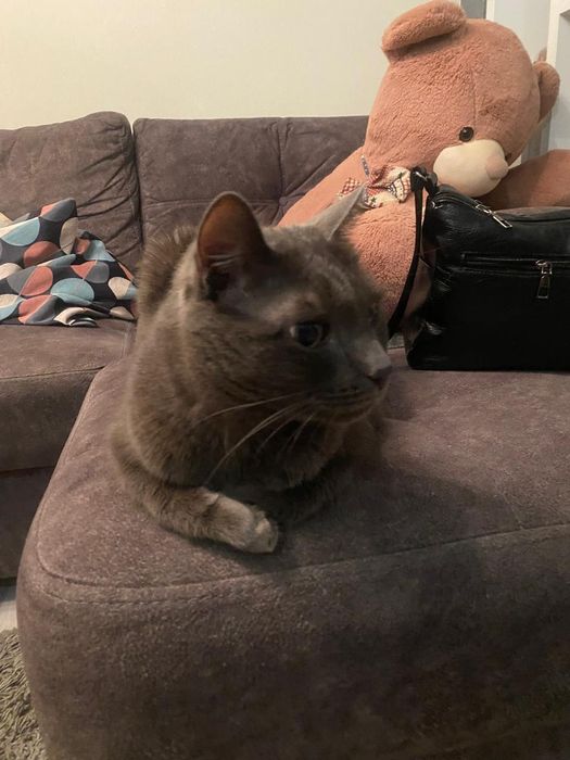 Отдам даром  породистого кота