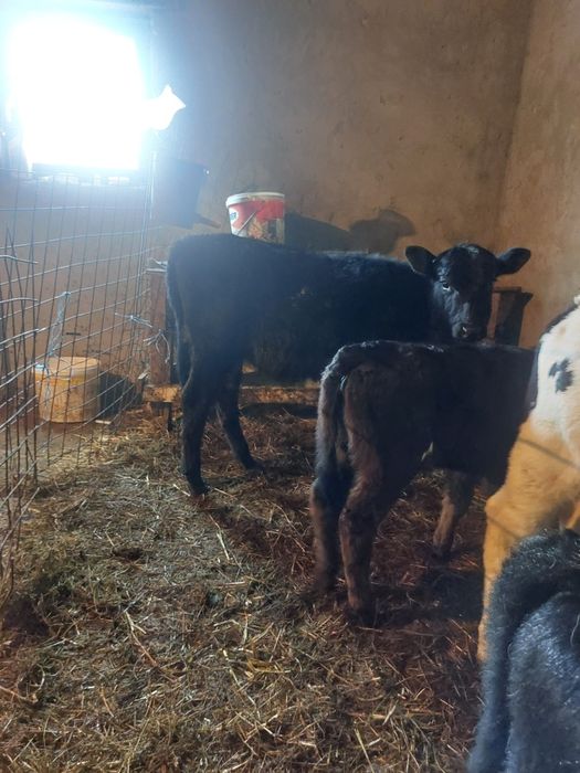 De vânzare 4 viței