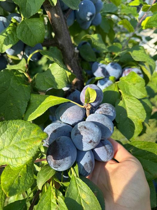 Vând prune (engros) soiuri CENTENARI-STANLEY livada proprie
