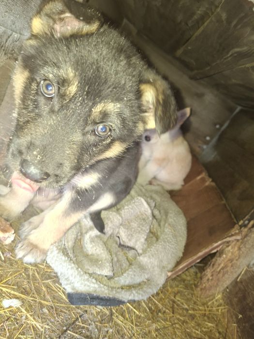 Отдам щенят в хорошие руки