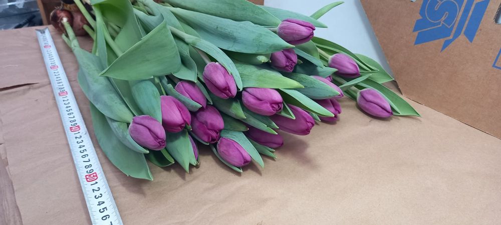 Тюльпаны к 8 марта