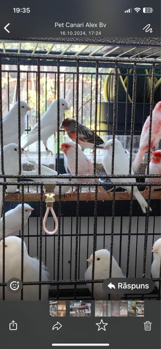 Vand canari si pasari tinere