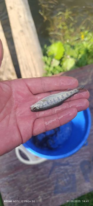 Vând puiet pastrav curcubeu și fantanel