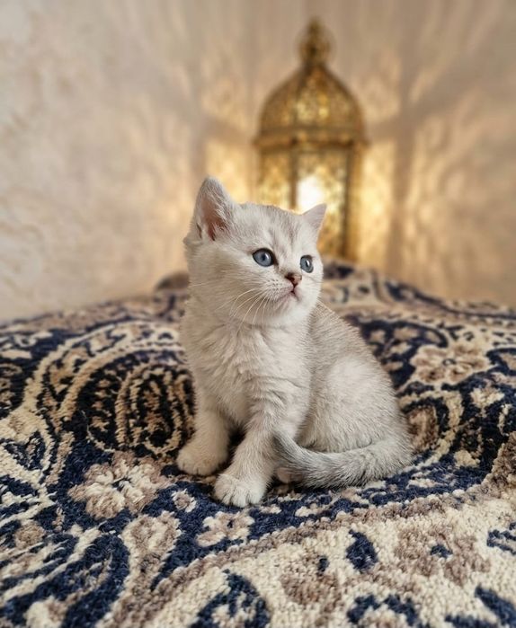 Семья британцев продам