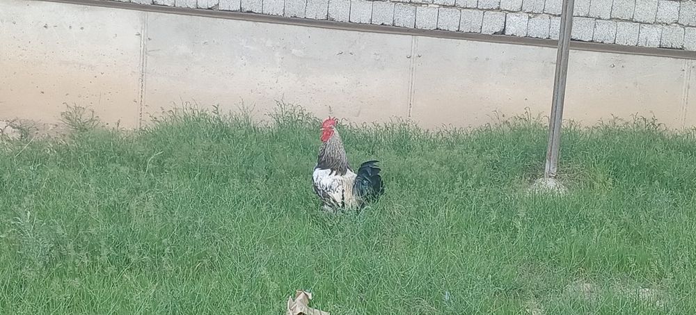 Продаются петухи