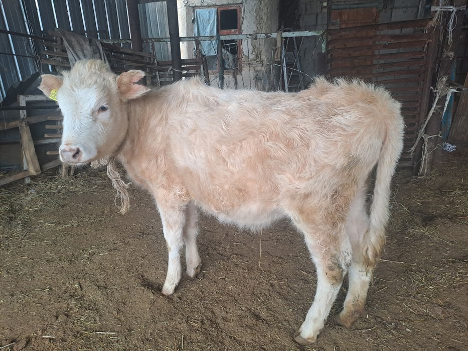 Тана 1 жылдық Ұзынағаш