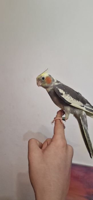 Vand  pui de nimfa(mascul și femela ) inelati 2026