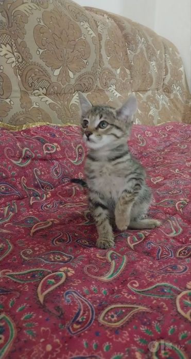Катёнок в добрые руки