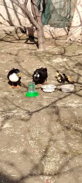 Урдак оиласи сотилади 17-февралда очиб чикди 2 та жужаси бор чикк