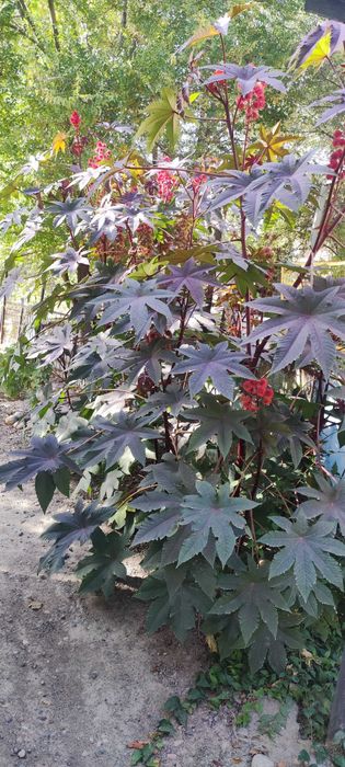 Семена Клещевины