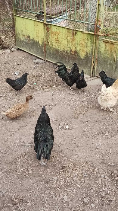 Оплодени яйца от аям кемани