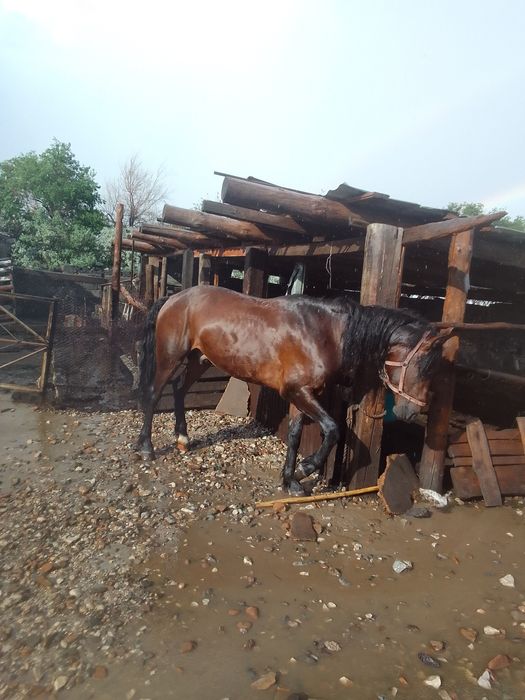 Жеребец 5 лет верховой