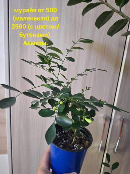Комнатные растения
