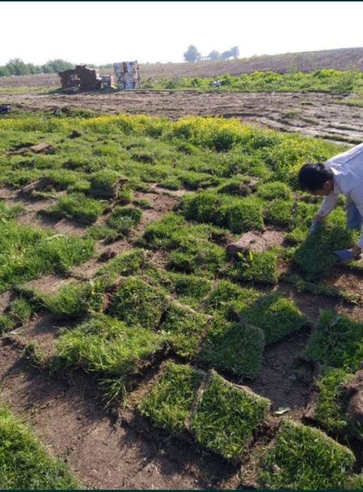 Chim maxsulotlari tabiy maysa