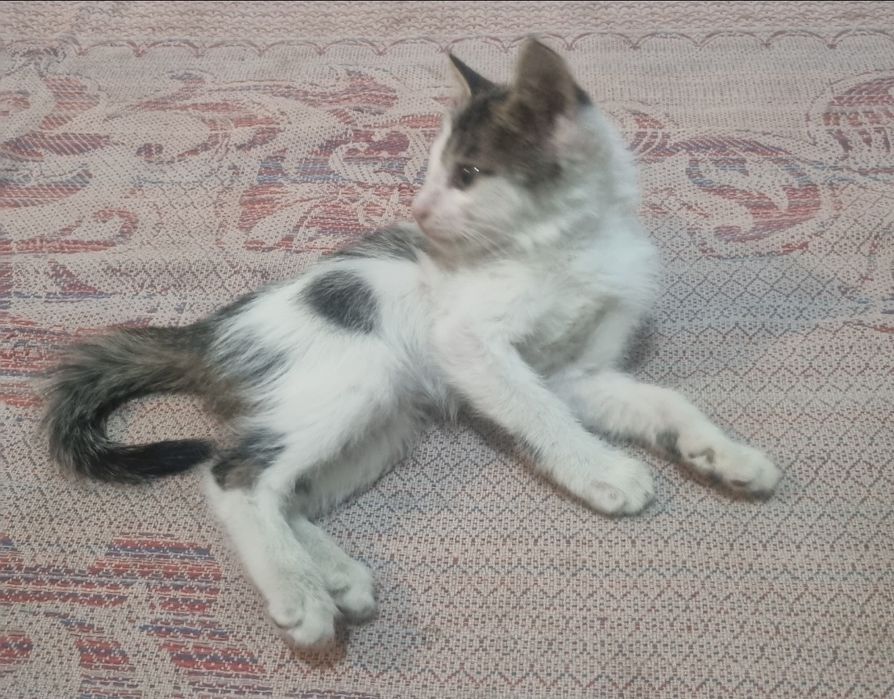 Отдам котят бесплатно