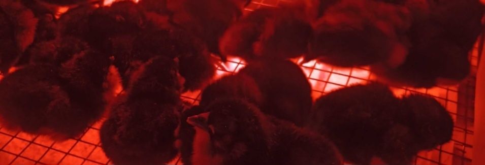 Pui Araucana și Ameraucana