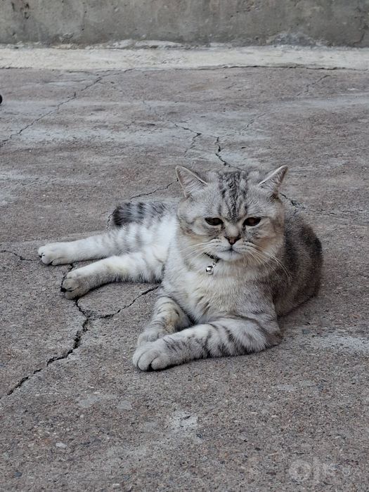 Mushuk 11oyli sinshella