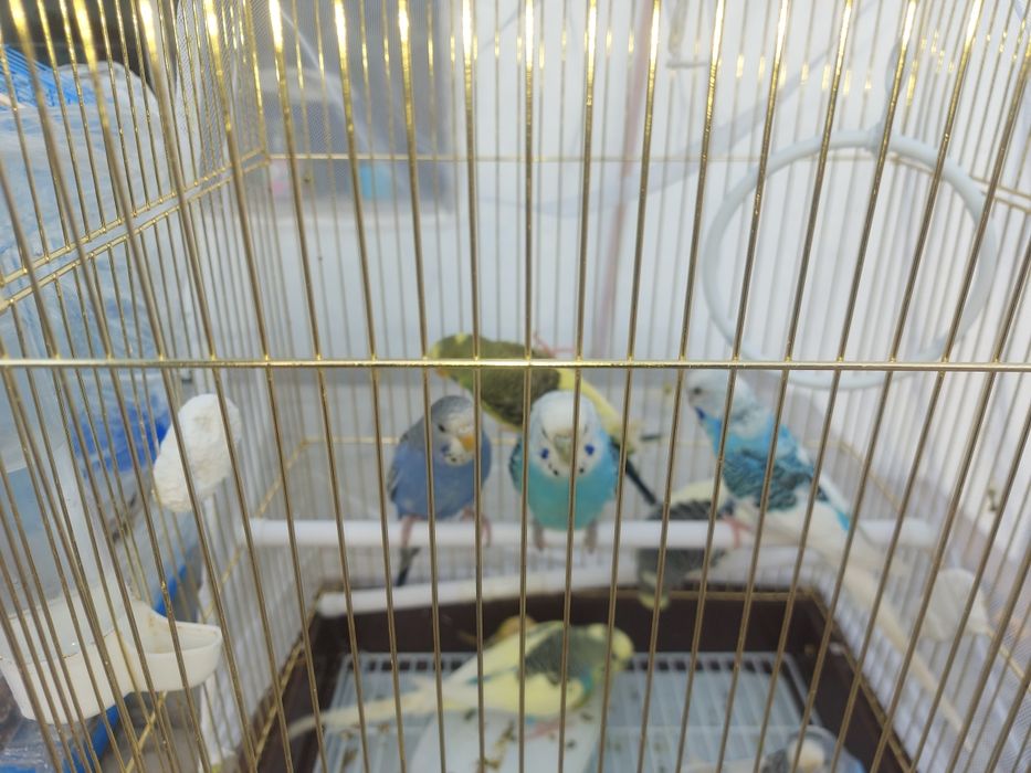 Красивые папугайчиков 4шт