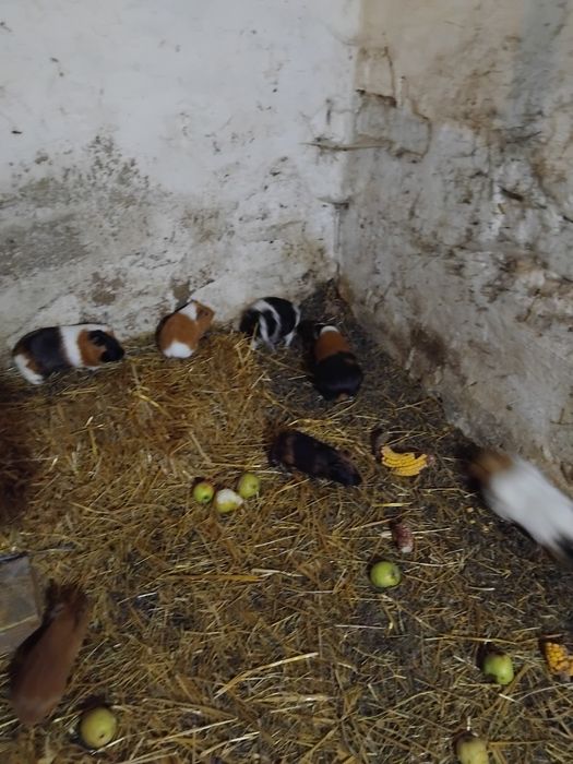 Vind porcusori de guinea