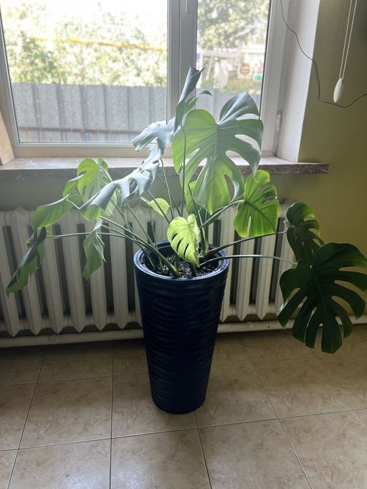 Монстера сорта Monstera deliciosa