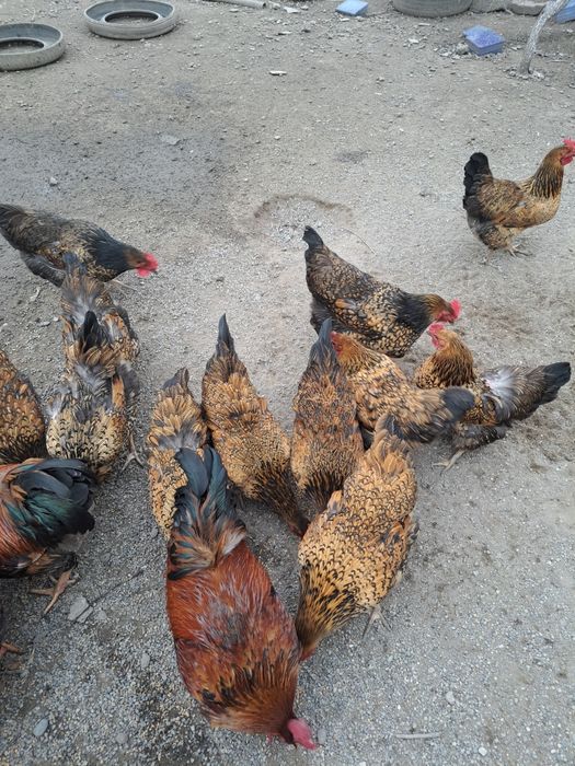 Кучинское    яйцо цыцовые