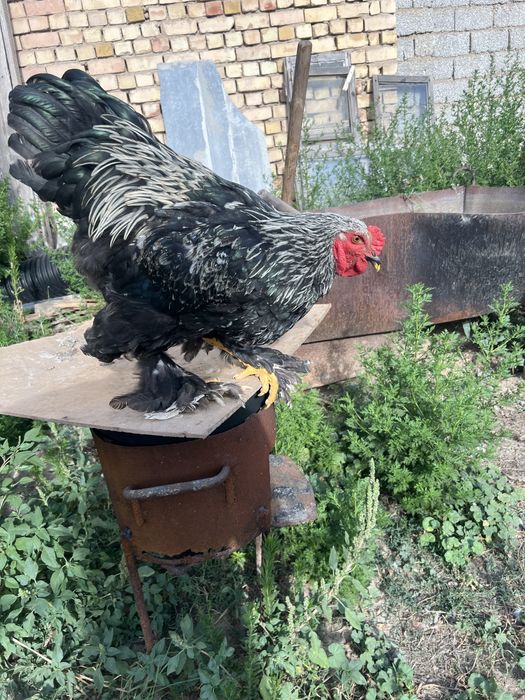 Петух хўроз
