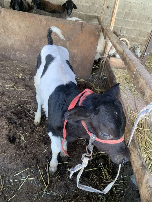 Ұрғашы голштейн бұзау сатылады