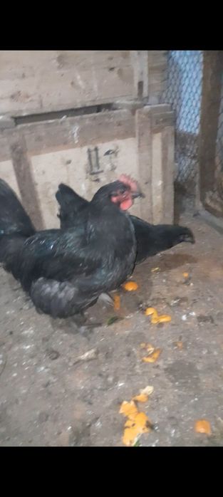 Продам петушков и курицу