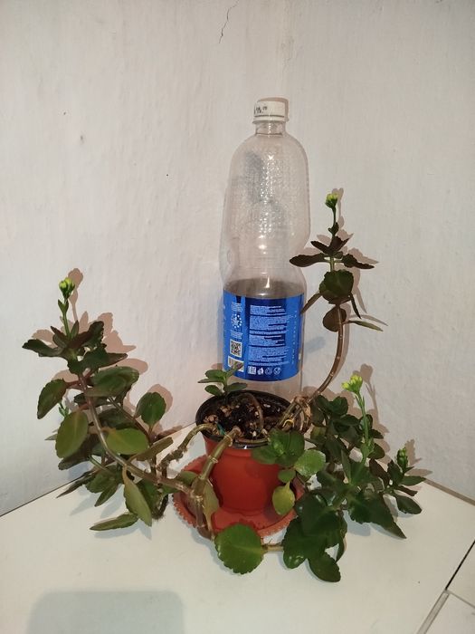 Хойя Белла и другие