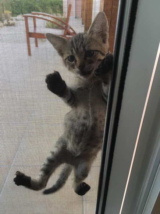 Сетки москитные Антикошка