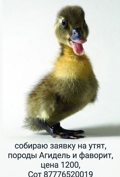 Пекинская утята, Агидель, Фаворит