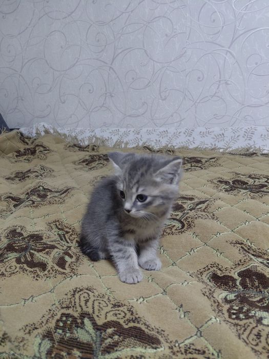 Отдам в добрые руки