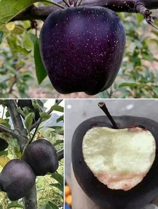 Pomi Fructiferi Deosebiți