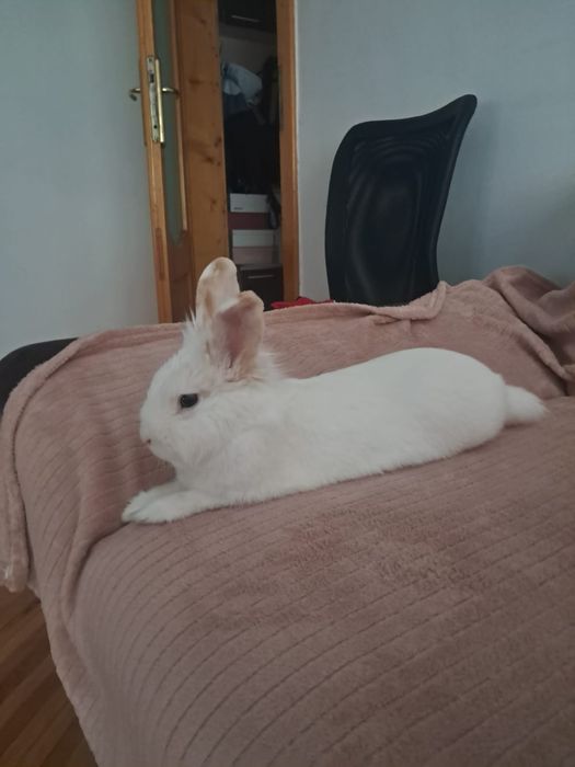 Iepure de vânzare împreună cu cusca