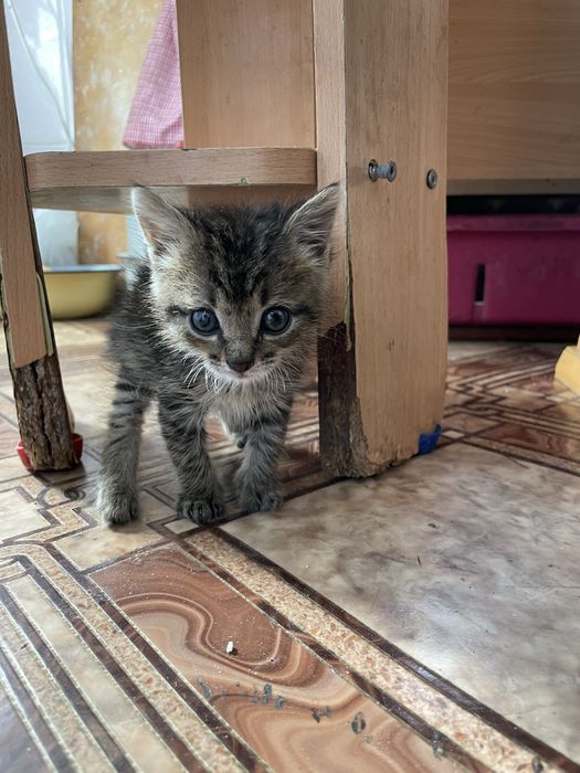 Отдам котенка в добрые руки