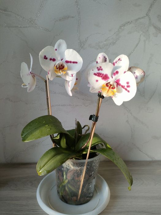 В продаже комнатные цветы