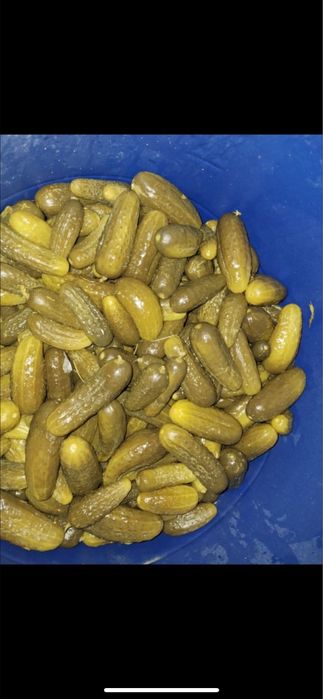 Продам соленые огурцы хрустяший  самивырашваем