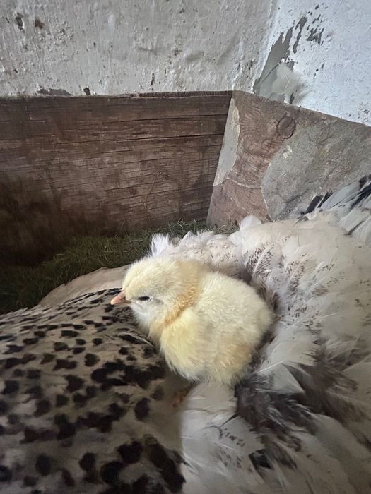 Продаются Цыплята Брама